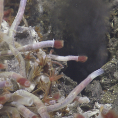 Tube worms