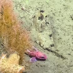 As its name suggests, coral belonging to the Swiftia genus have swift-like arms spread apart for feeding organic matter as it is suspended in the water column. Swiftia belong to a genus of gorgonian-type octocorals nicknamed the “sea fans” of the deep. 