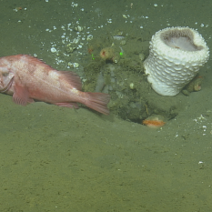 sponge and rock fish