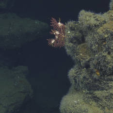 coral on vent