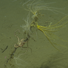 Feather Star, Brittle Star, Coral