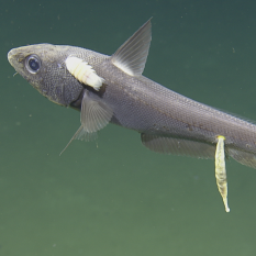 Rattail fish with parasites