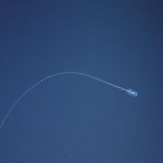 Siphonophore