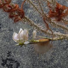 Brittle stars and barnacles and anemone