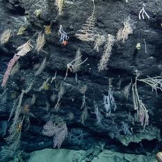 Coral canyon with large amounts of corals hanging from rocks