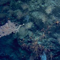 Corals and rocks hanging upside down on rock