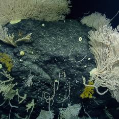 large corals overshadowing smaller ones