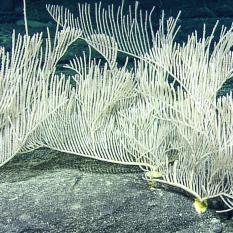 White coral grouped together on a flat surface