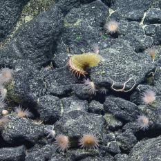 Fly catcher Anemones on rocks