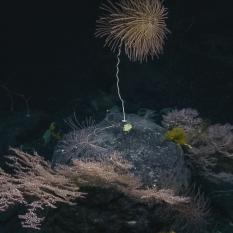 Coral colony towering over other corals and hydroids