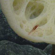 Small shrimp sitting inside glass sponge.