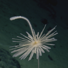 Flower shaped sponge growing into water column.