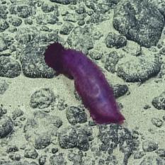 Purple sea cucumber