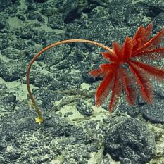 Red sea lily