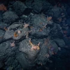 Pillow Lava