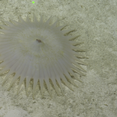 White Anemone on seafloor