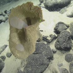 White sponge growing in a dead sponge