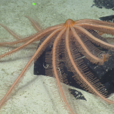 spiny seastar