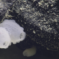 unique sponge hiding in rock crevice