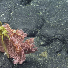 Yellow Crinoid