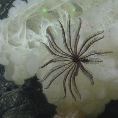 Black Crinoid