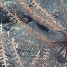 deep purple crinoid