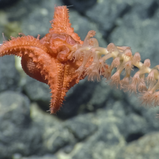 Red five-armed sea star (Evoplosoma sp.) predating on whip coral