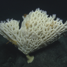 several yellow crinoids in sponge