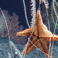 Oral surface view or five-armed sea star (Evoplosoma or Hippasteria sp.) with tube feet extended