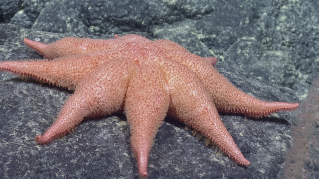 Red-purple 8-armed sea star (Asthenactis sp.) on a rock