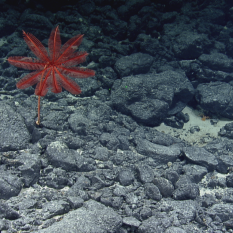 red crinoid