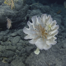 crinoid in framed sponge