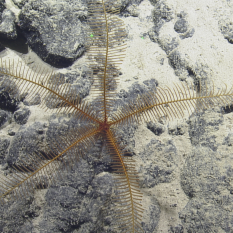 golden yellow crinoid