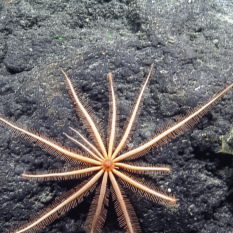 Orange and red Brisingid sea star with some smaller limbs regenerating