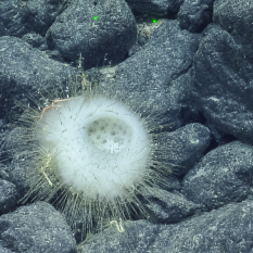 spiny bowl-shaped sponge