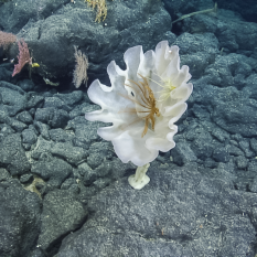 Two crinoids inside a cupped stalked sponge