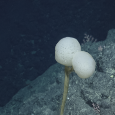 Two-headed stalked sponge