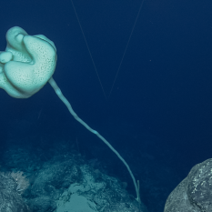 bumpy white sponge with long stalk