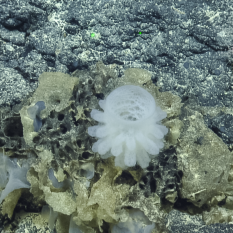 small, white cup-shaped sponge