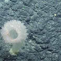 furry, tube-shaped glass sponge