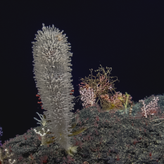 tall, club-shaped glass sponge