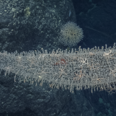 large club-shaped glass sponge