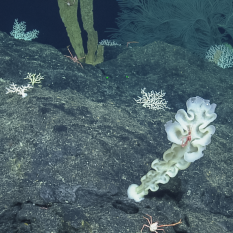 tall, frilled white sponge