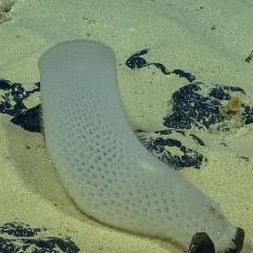 vase-shaped glass sponge, fallen over