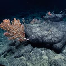 Pāhoehoe: Lobate