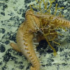 star fish eating coral