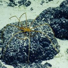 sea spider