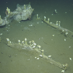 A full view of whale skull featuring white sea snails.