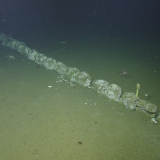 Majority of whale skeleton back bone / vertebrae.