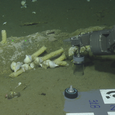 Close up on jaw bone where the Hercules manipulator arm is collecting a push core sample. 